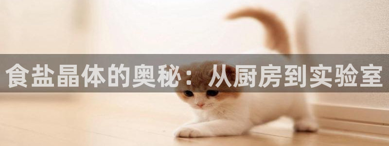 威九国际旗下艺人都有谁