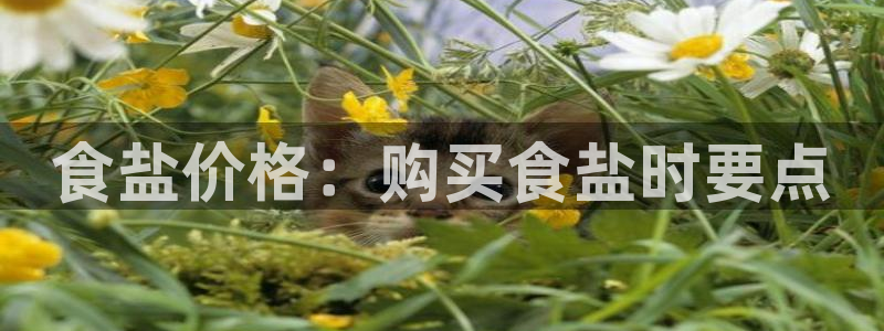 威九国际v96bet官网版