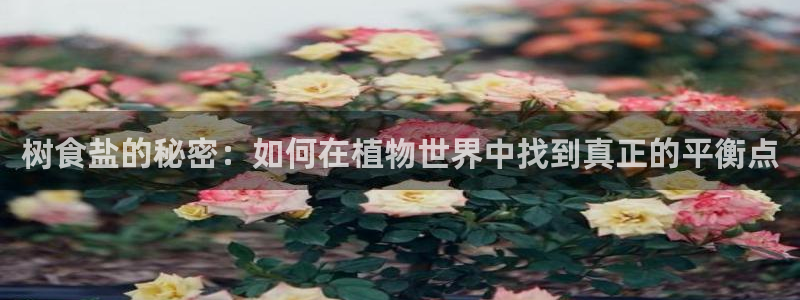 威九国际78mB