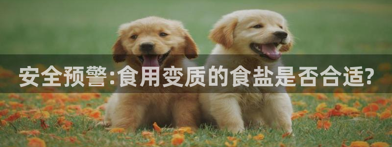 威九国际ppt免费